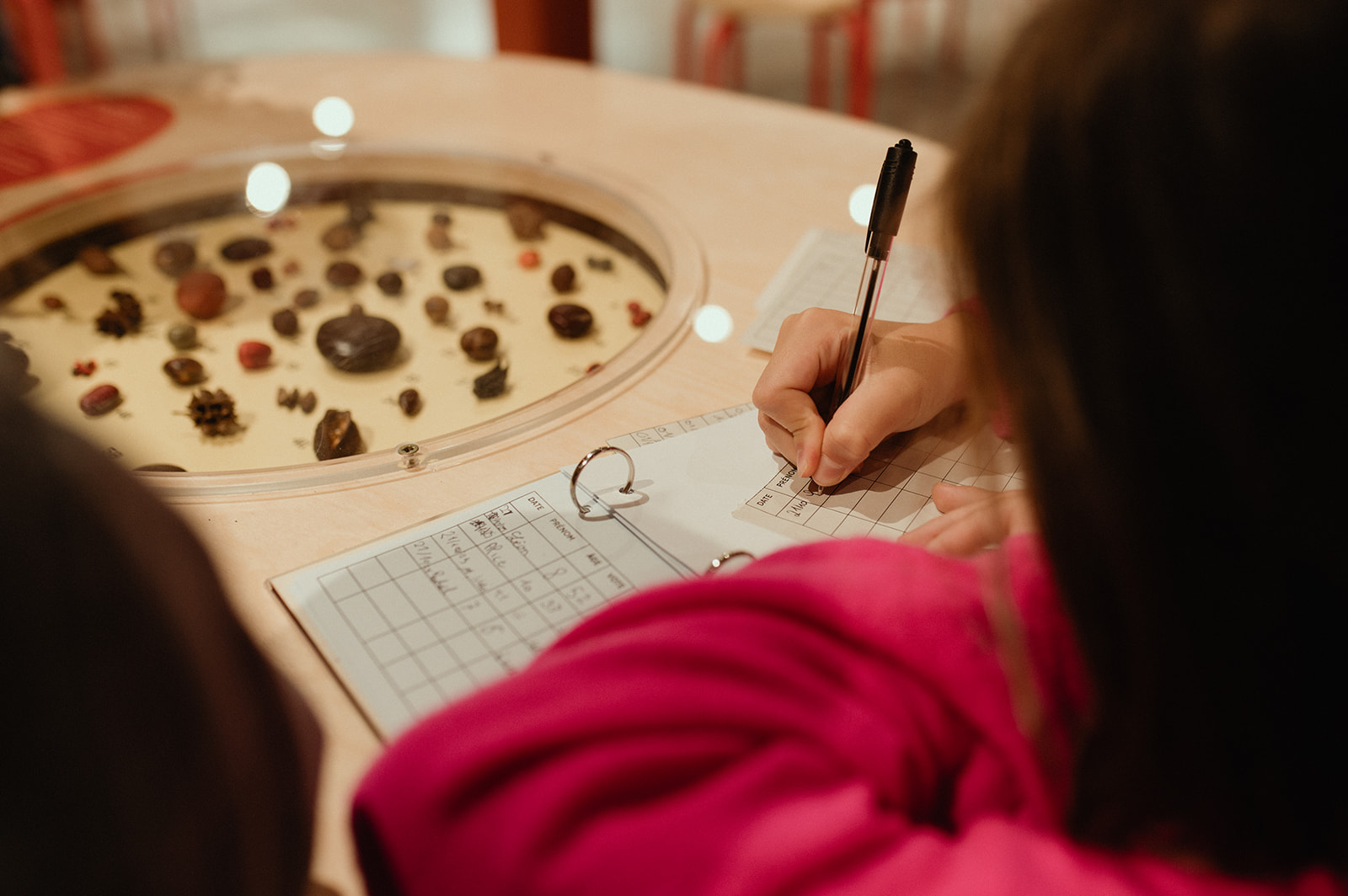 Photo d'une activité à propos des bulbes de tulipes